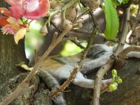 Indien, Kerala, Cochin, 