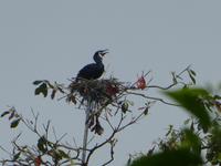 Indien, Kerala, Vogelpark