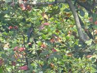 Indien, Kerala, Vogelpark