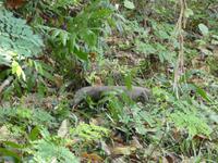 Indien, Kerala, Vogelpark, Varan