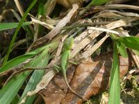 Indien, Kerala, Vogelpark, Lizzard
