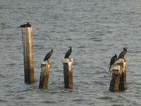 Indien, Kerala, Vogelpark