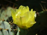 Indien, Kerala, Blüte der Kaktusfeige