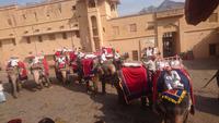 Wartende Elefanten am Amber Fort