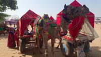 Geputztes Kamel am Wagen in Pushkar