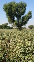 Baumwollplantage bei Khejrala