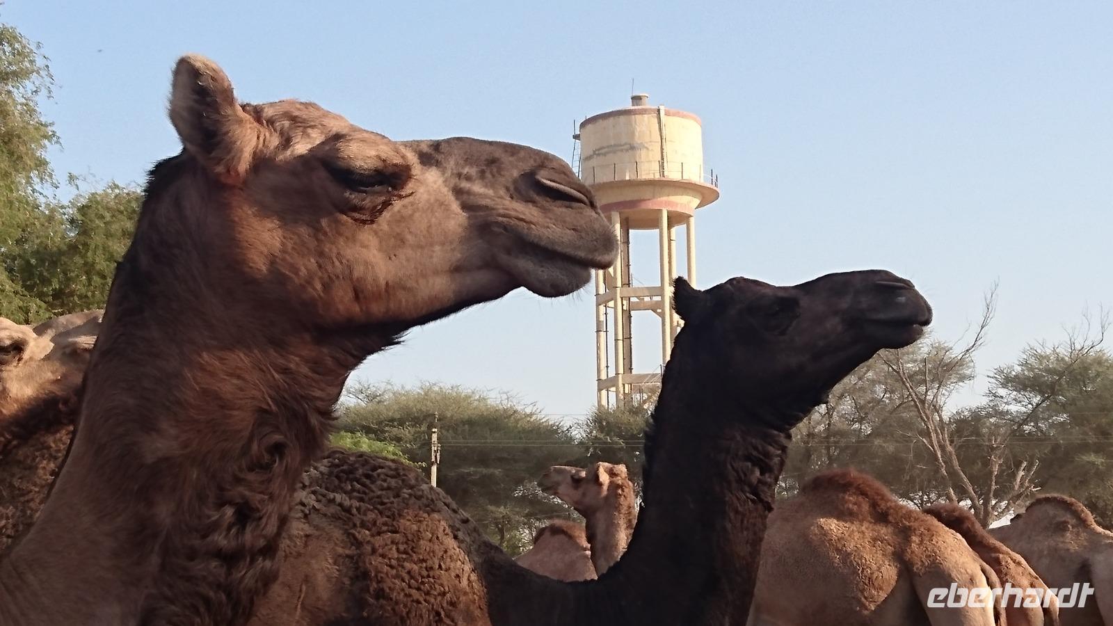 Kamele in der Zuchtstation Bikaner