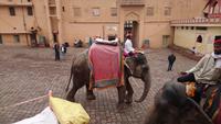 Elefantenreiten zum Amber Fort