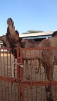 Dromedar auf der Kamelzuchtstation Bikaner
