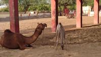 Kamelzuchtstation Bikaner