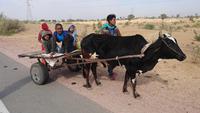 Ochsenkarren unterwegs
