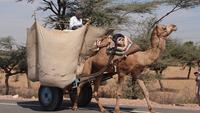 Kamelwagen am Wege