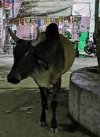 Die allgegenwärtige Kuh