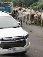Kühe auf der Straße, in Indien ganz normal