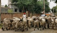 Kuhherde mitten auf der Straße, in Indien ganz normal