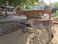 Unter einem der heiligen Bäume läßt es sich gut entspannen und der Platz wird mit den Kühen geteilt.