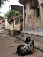 Typische Straßenszene im ländlichen Indien