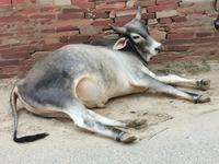 Ausruhen und Verdauen ist angesagt