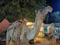 Pushkar ist ja eigentlich für den Kamelmarkt bekannt, und da stehen sie .....