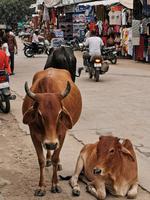 Allgegenwärtige Kühe in Pushkar