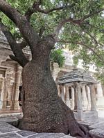 Bäume sind den Jaina heilig, noch mehr, wenn sie im Tempel wachsen