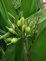 Plötzlich üppig grüner Dschugel 