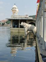 Insel im Pichola See