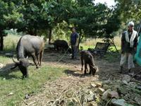 Ein Bauer präsentiert uns stolz seine Kühe
