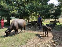 Das kleine Kalb ist gerade einen Monat alt