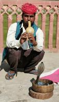 Schlangenbeschwörer, Jaipur