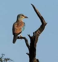 Ein indischer Roller
