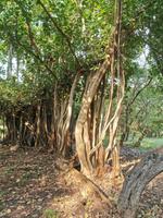 Die gewundenen Bäume des Nationalparks 