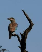 Nochmal der blaue Roller