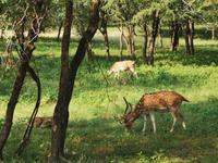 Und wieder Axishirsche beim friedlichen Grasen