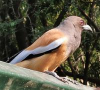 Wir werden neugierig beäugt in unserem Jeep
