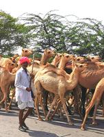 Etliche Jungtiere sind darunter