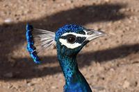 Das indischen Nationaltier, der Pfau, Ranthambore Nationalpark