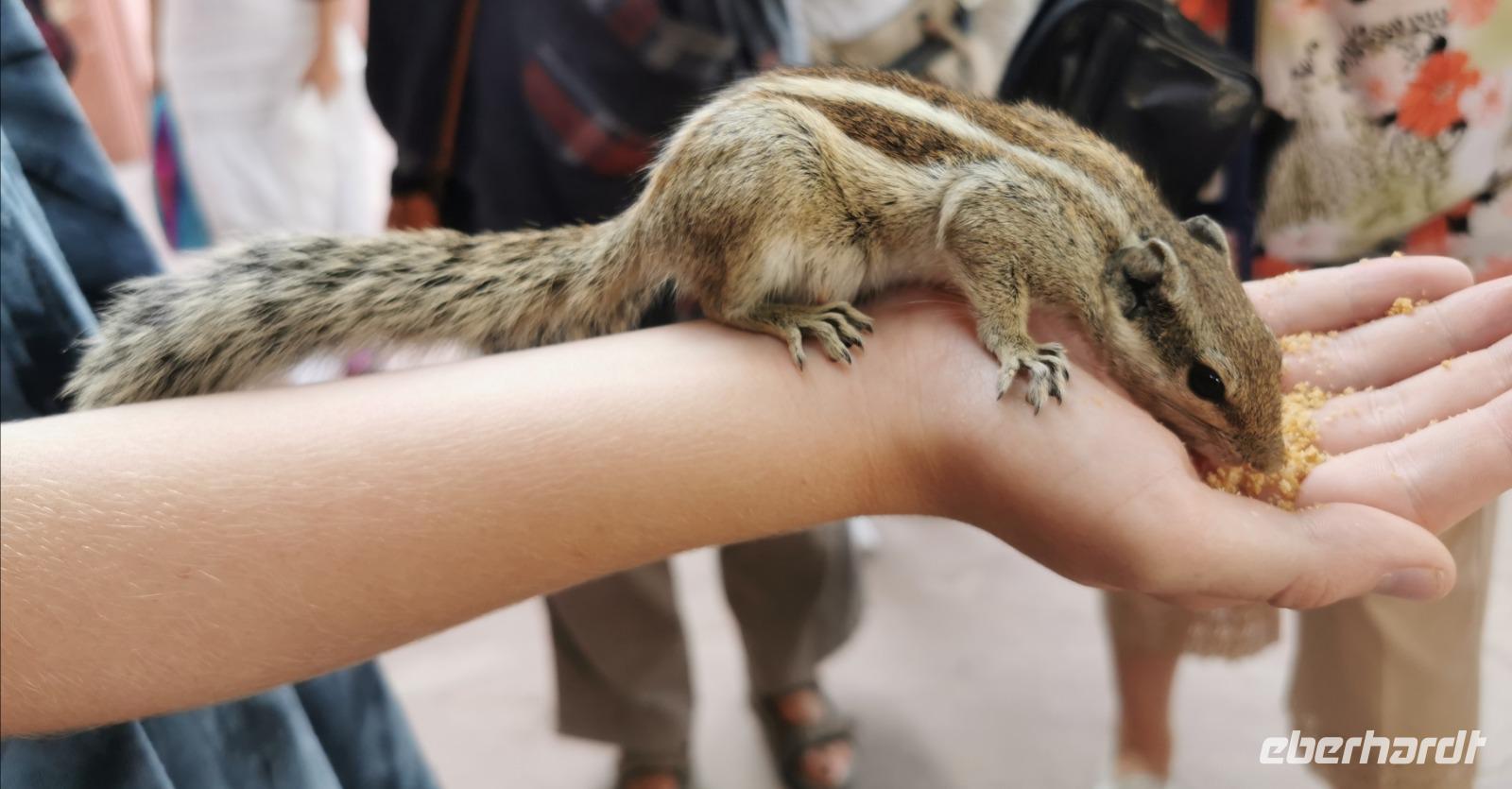 Die Gäste füttern die frechen Streifenhörnchen 