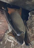 Eine Fledermaus genießt die Ruhe im Türrahmen des roten Forts