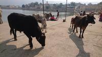 Heilige Kühe am heiligen See in Pushkar