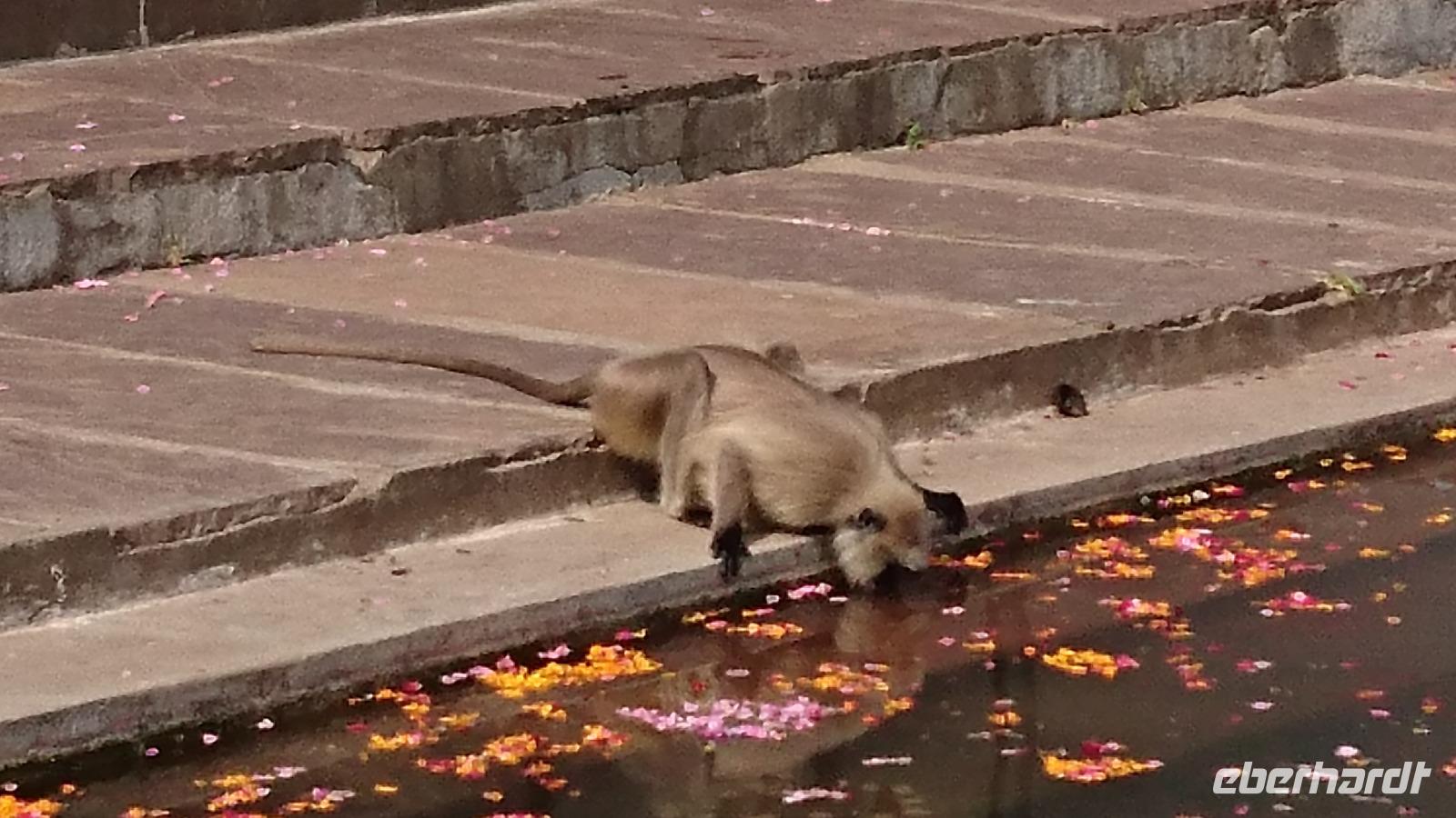 Trinkender Affe in Pushkar