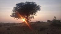 Sonnenuntergang in der Wüste Thar