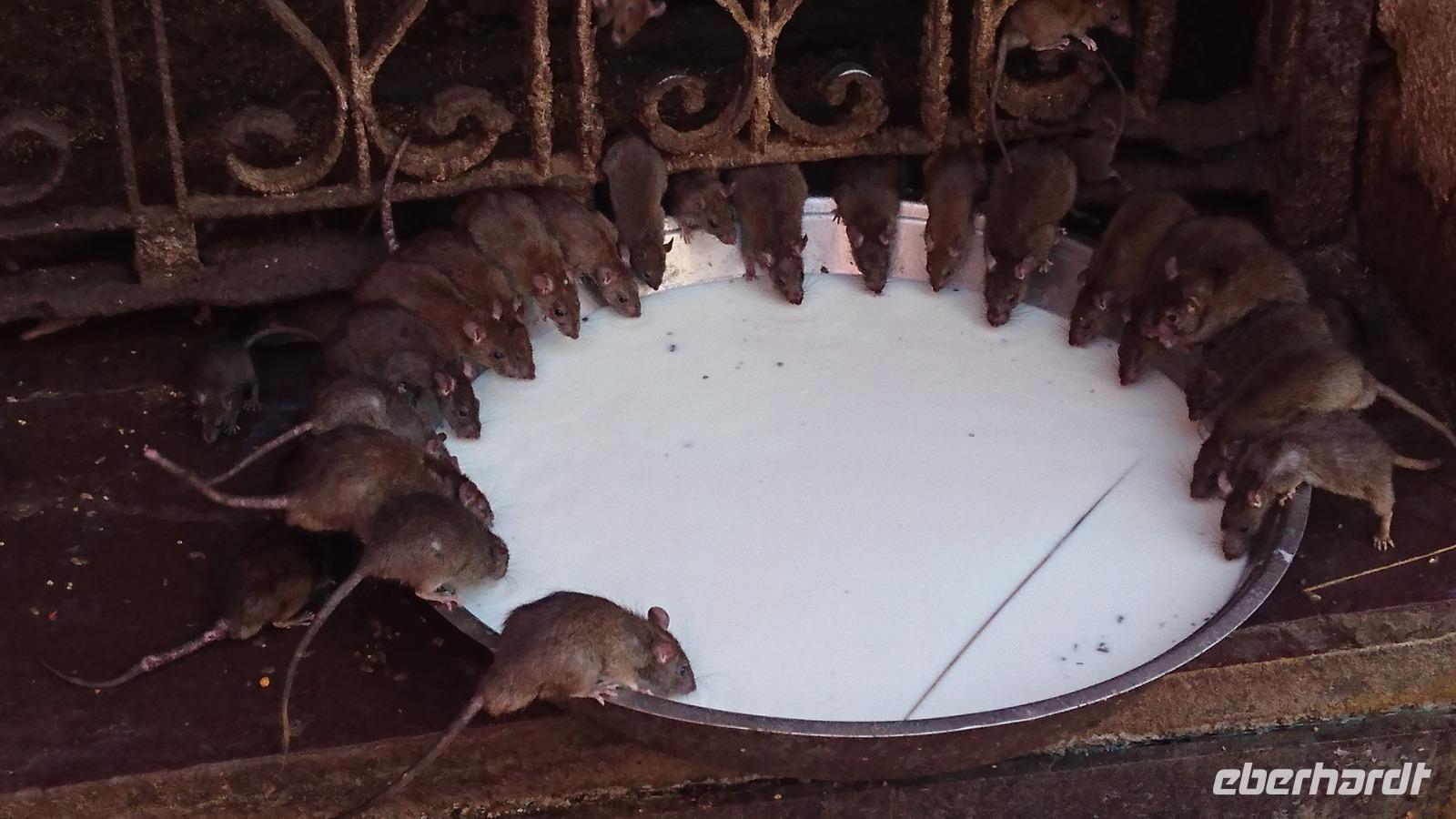 Rattenspeisung im Rattentempel Karni Mata in Deshnoke