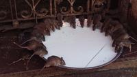 Rattenspeisung im Rattentempel Karni Mata in Deshnoke