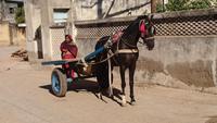 Pferdewagen in Nawalgarh