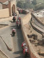 Reger Elefantenverkehr am Amber Fort, Jaipur
