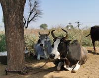 Bei einer Reifenpanne pausieren wir und bekommen stolz die Kühe des nahe gelegenen Grundstücks präsentiert