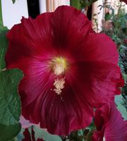 Malven, Haveli Heritage Hotel, Ranthambhore Nationalpark