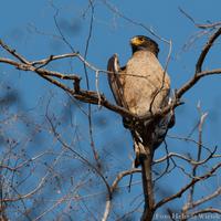 Eine Schlangenweihe, Ranthambhore Nationalpark