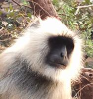 Meerkatze, Ranthambhore Nationalpark